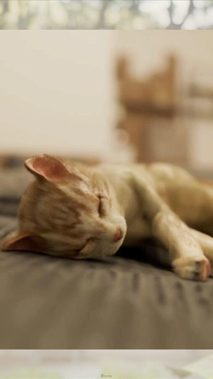 療癒貓咪逃脫手遊《Escape Game 寢室裡有一隻貓》現已正式推出 2 TheCatWasInTheBedroom TW PR01